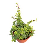 https://bo.cactijardins.com/FileUploads/produtos/as-nossas-plantas/portulacaria/cactijardins_portulacaria_afra_ref4305_thumb.jpg