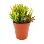 https://bo.cactijardins.com/FileUploads/produtos/as-nossas-plantas/rhipsalis/cactijardins_rhipsalis_hatiora_salicornioides_ref981_thumb.jpg