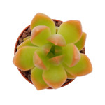 https://bo.cactijardins.com/FileUploads/produtos/as-nossas-plantas/sedum/cactijardins_sedum_adolphii_golden_glow_ref943_thumb.jpg
