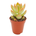 https://bo.cactijardins.com/FileUploads/produtos/as-nossas-plantas/sedum/cactijardins_sedum_adolphii_golden_glow_ref944_thumb.jpg