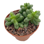 https://bo.cactijardins.com/FileUploads/produtos/as-nossas-plantas/sedum/cactijardins_sedum_hernandezii_ref1522_2_thumb.jpg