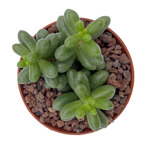 https://bo.cactijardins.com/FileUploads/produtos/as-nossas-plantas/sedum/cactijardins_sedum_hernandezii_ref1522_thumb.jpg