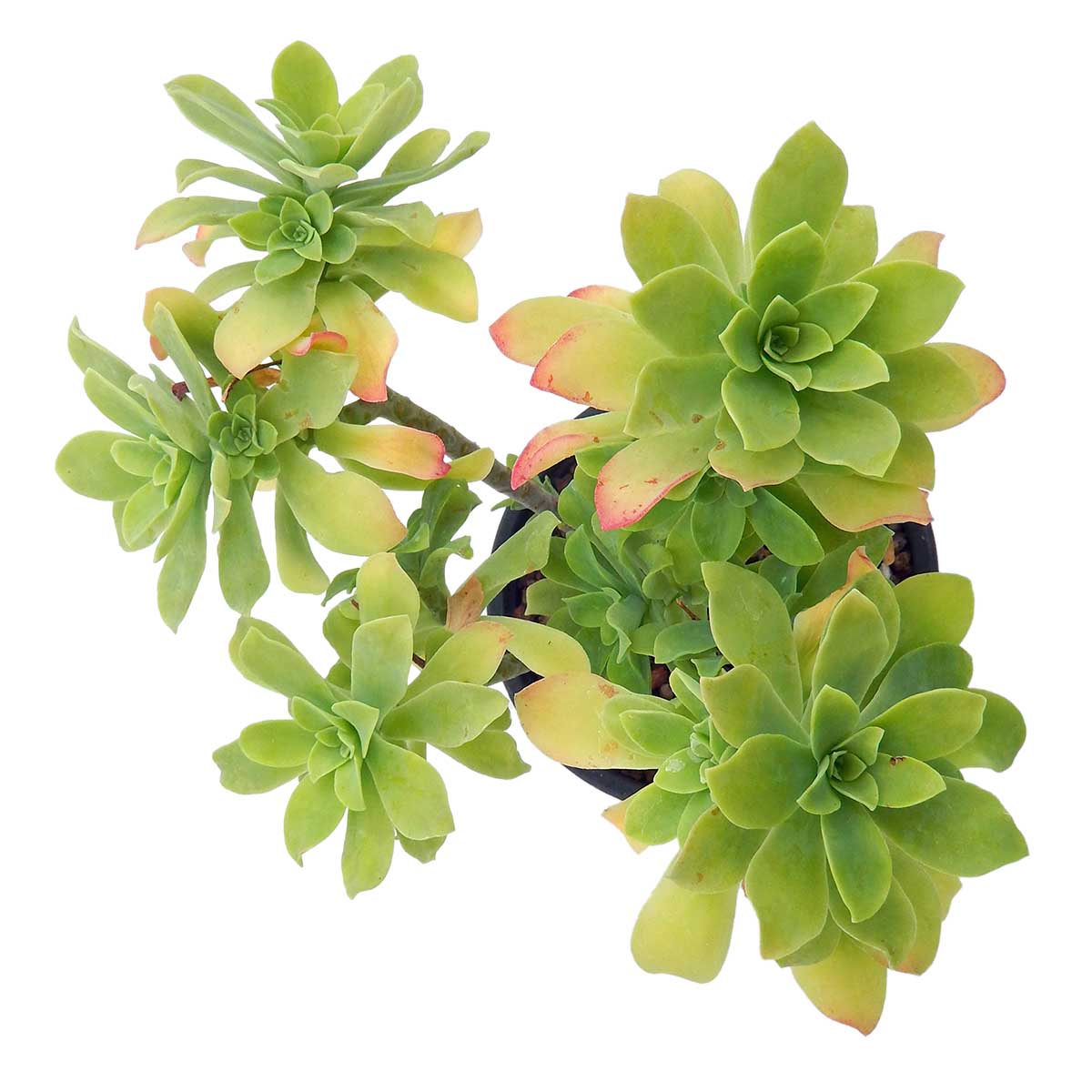 https://bo.cactijardins.com/FileUploads/produtos/as-nossas-plantas/sedum/cactijardins_sedum_palmerii_ref4073.jpg