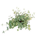 https://bo.cactijardins.com/FileUploads/produtos/as-nossas-plantas/sedum/cactijardins_sedum_sieboldii_variegata_ref1411_thumb.jpg