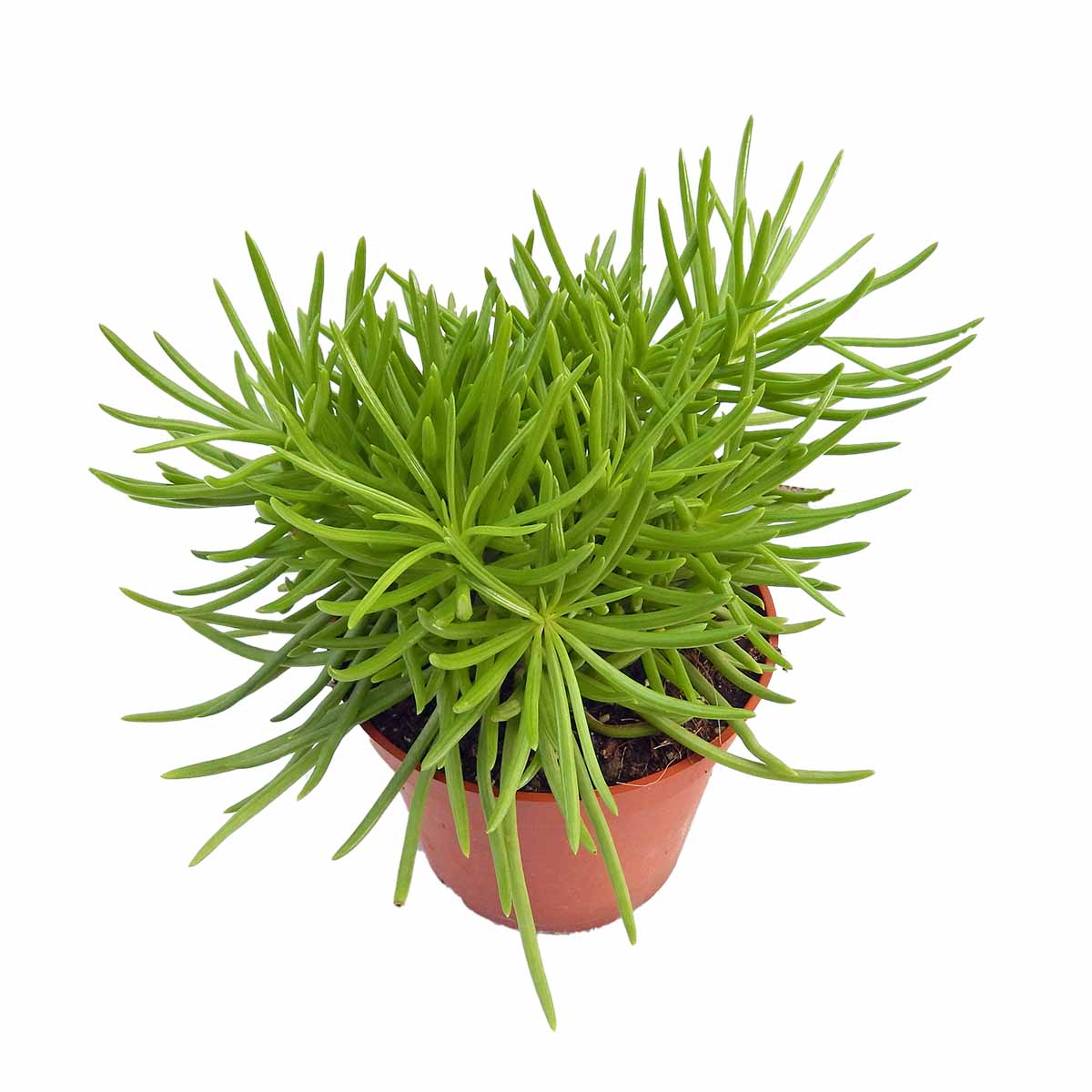 https://bo.cactijardins.com/FileUploads/produtos/as-nossas-plantas/senecio/cactijardins_senecio_barbertonicus_ref2803.jpg