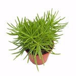 https://bo.cactijardins.com/FileUploads/produtos/as-nossas-plantas/senecio/cactijardins_senecio_barbertonicus_ref2803_thumb.jpg