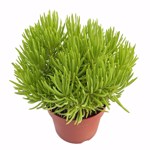 https://bo.cactijardins.com/FileUploads/produtos/as-nossas-plantas/senecio/cactijardins_senecio_barbertonicus_ref3062_2_thumb.jpg