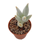 https://bo.cactijardins.com/FileUploads/produtos/as-nossas-plantas/senecio/cactijardins_senecio_haworthii_ref3786_thumb.jpg
