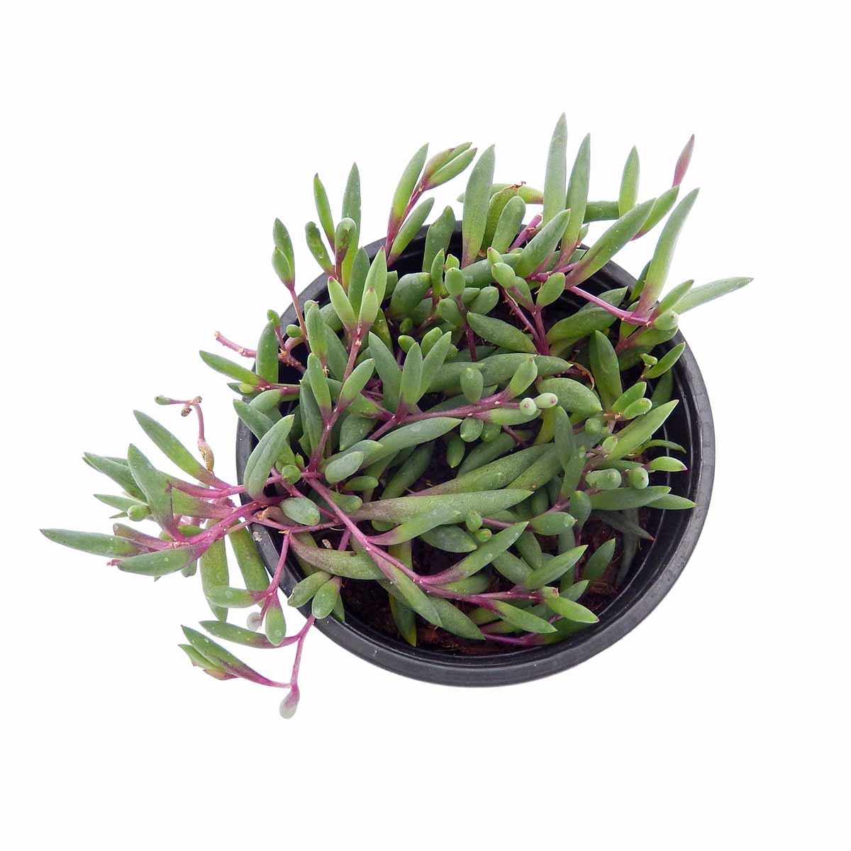 https://bo.cactijardins.com/FileUploads/produtos/as-nossas-plantas/senecio/cactijardins_senecio_othonna_capensis_ruby_necklace_ref1406_fcp1t3a2.jpg