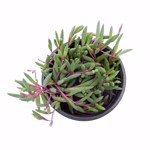 https://bo.cactijardins.com/FileUploads/produtos/as-nossas-plantas/senecio/cactijardins_senecio_othonna_capensis_ruby_necklace_ref1406_fcp1t3a2_thumb.jpg