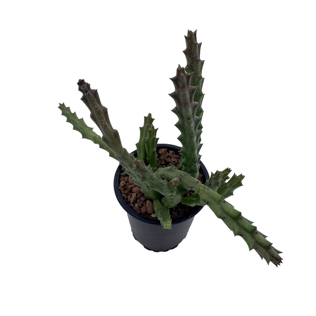 https://bo.cactijardins.com/FileUploads/produtos/as-nossas-plantas/stapelia/cactijardins_stapelia_variegata_ref1376.jpg