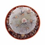 https://bo.cactijardins.com/FileUploads/produtos/as-nossas-plantas/tephrocactus/cactijardins_tephrocactus_geometricus_diablo_2_ref4065_thumb.jpg