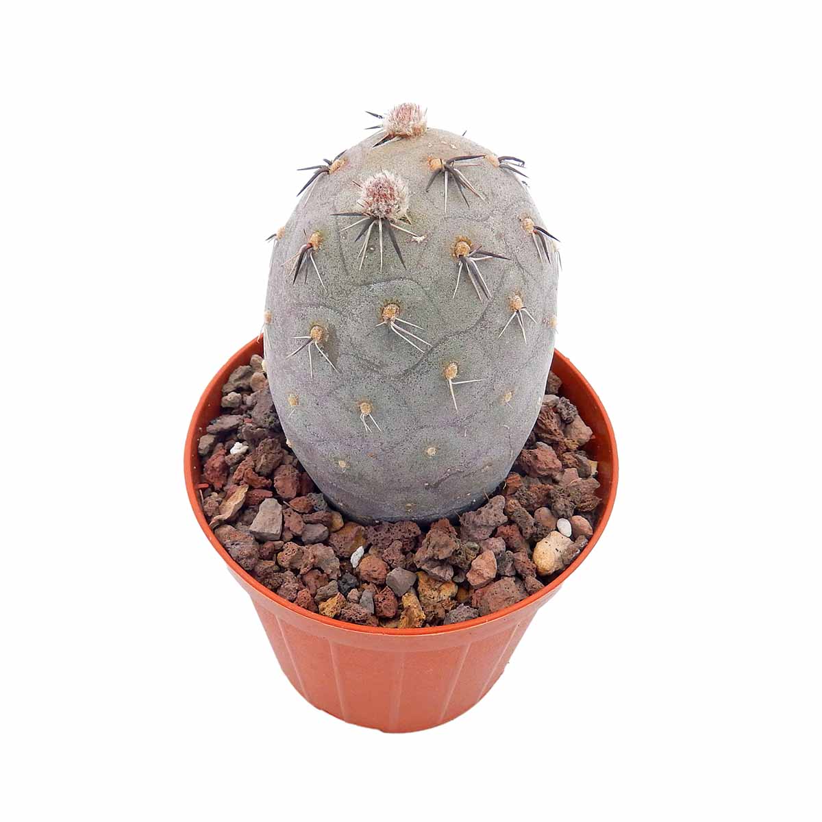 https://bo.cactijardins.com/FileUploads/produtos/as-nossas-plantas/tephrocactus/cactijardins_tephrocactus_geometricus_diablo_ref4065.jpg