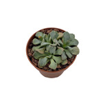 Titanopsis fulleri 