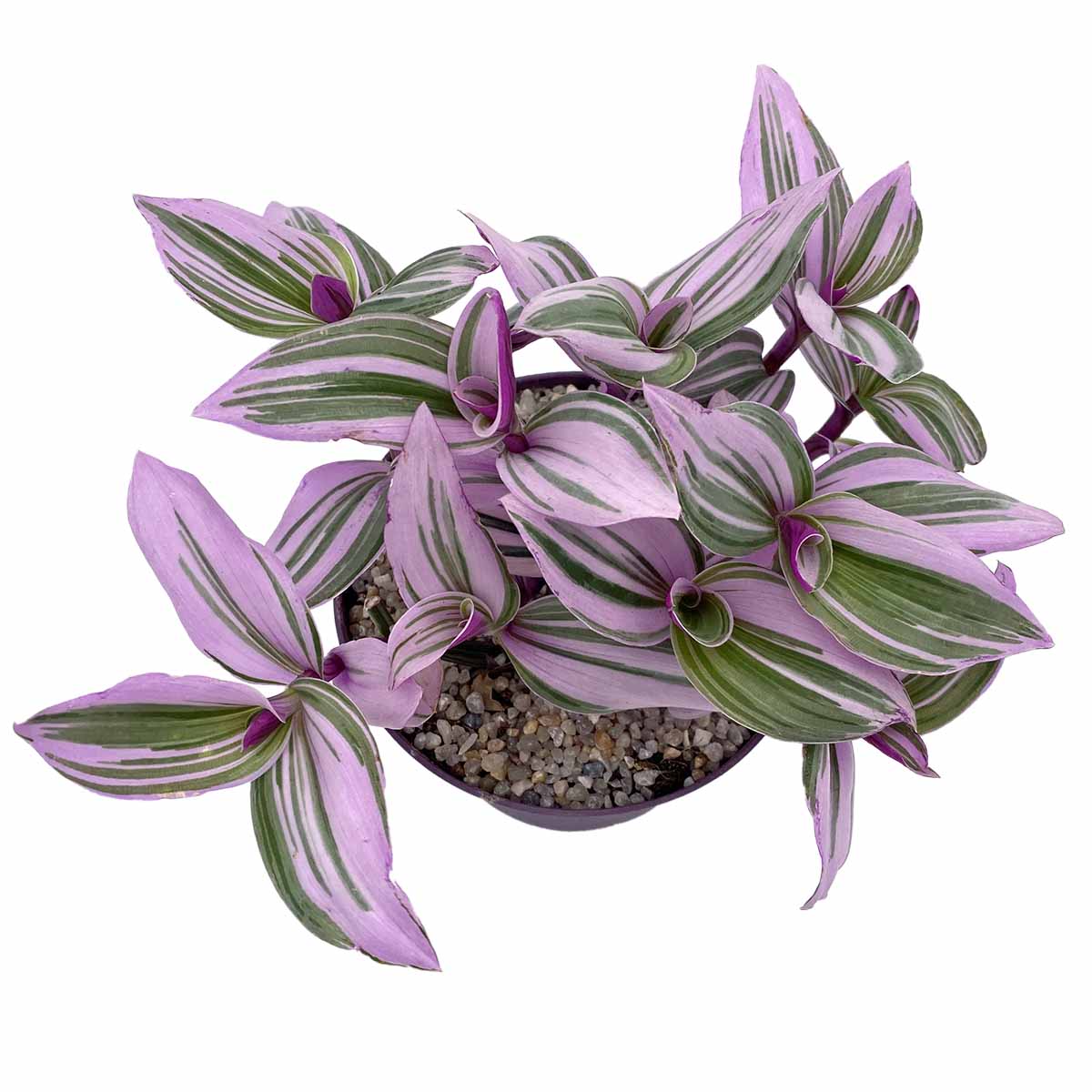 https://bo.cactijardins.com/FileUploads/produtos/as-nossas-plantas/tradescantia/cactijardins_tradescantia_albiflora_nanouk_ref2478.jpg