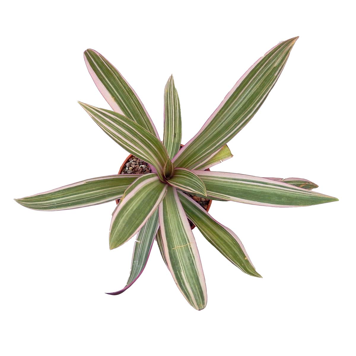 https://bo.cactijardins.com/FileUploads/produtos/as-nossas-plantas/tradescantia/cactijardins_tradescantia_spathacea_pink_ref3942.jpg