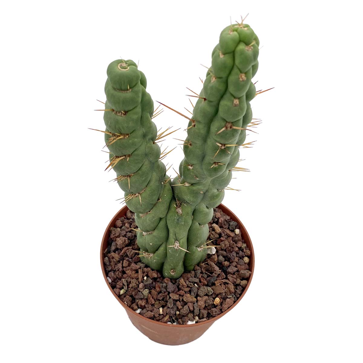 https://bo.cactijardins.com/FileUploads/produtos/cactos/cactijardins_eulychnia_castanea_cv_varispiralis_ref2944_2.jpg