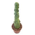 https://bo.cactijardins.com/FileUploads/produtos/cactos/cactijardins_lophocereus_schottii_f_monstrosus_ref3736_thumb.jpg