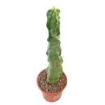 https://bo.cactijardins.com/FileUploads/produtos/cactos/cactijardins_lophocereus_schottii_f_monstruosus_ref4230_thumb.jpg